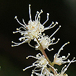 Ackama paniculata