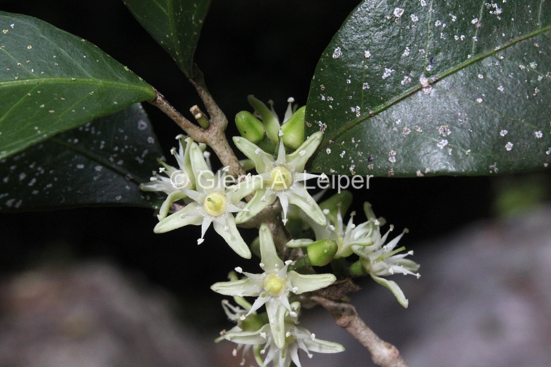 Acronychia pauciflora