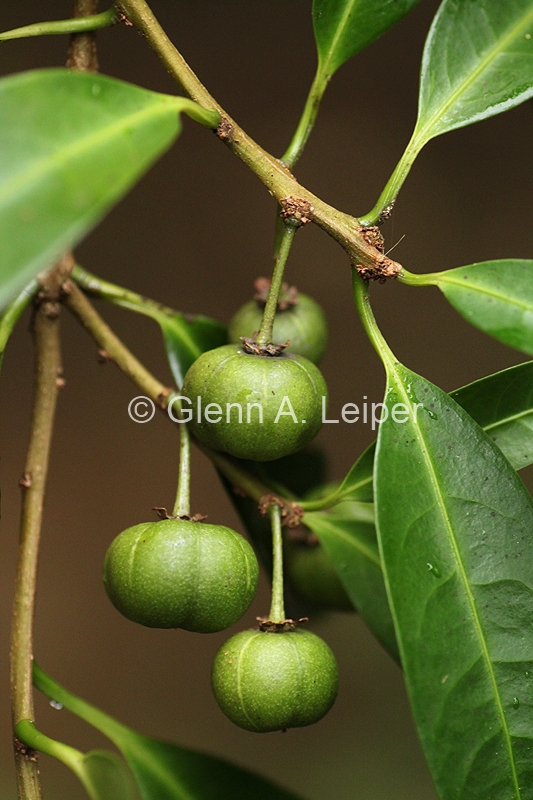 Actephila grandifolia - Fruit