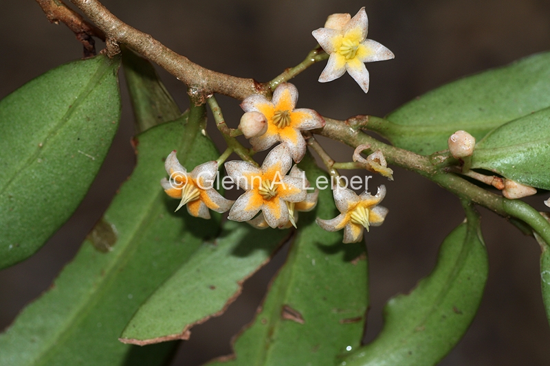 Ardisia bakeri