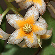 Ardisia bakeri