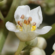 Atalaya multiflora