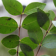 Backhousia sp. Ormeau