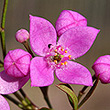 Boronia rivularis