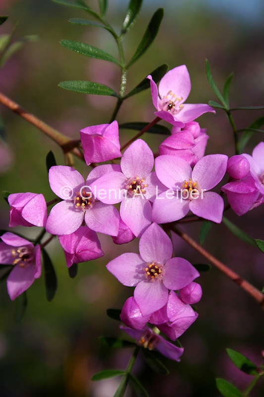 Boronia safrolifera