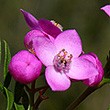 Boronia safrolifera