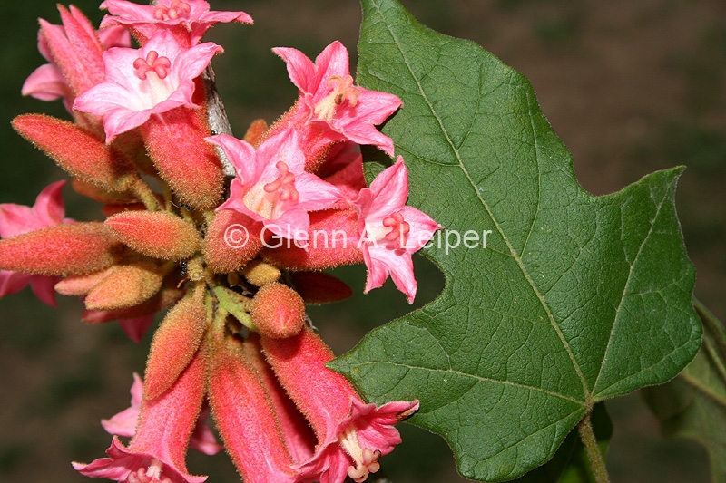 Brachychiton bidwillii