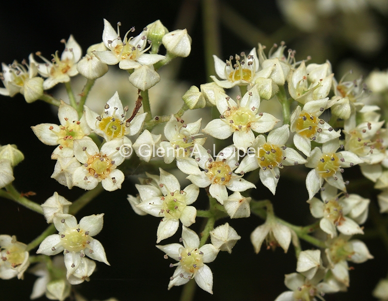 Ceratopetalum apetalum