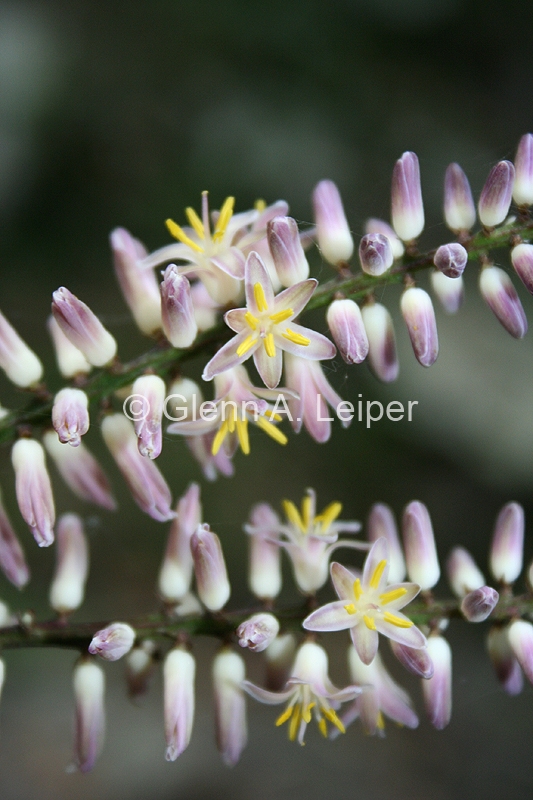 Cordyline congesta