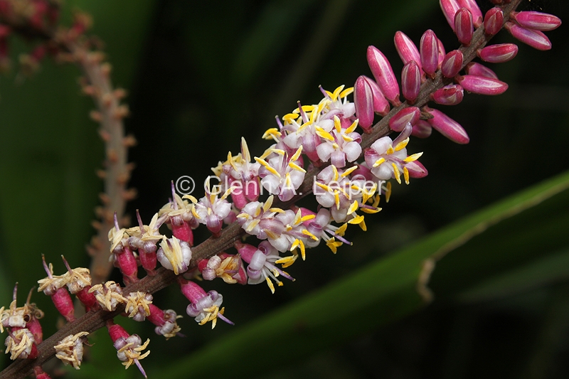 Cordyline petiolaris