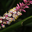 Cordyline petiolaris