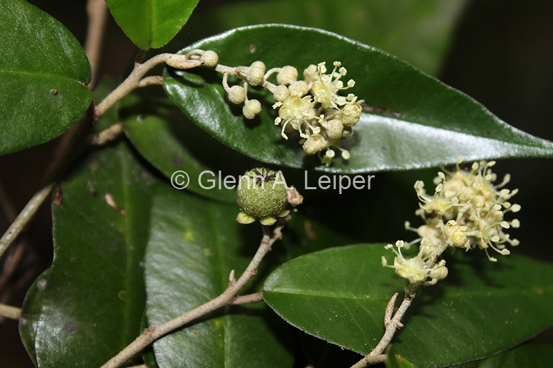 Croton mamillatus