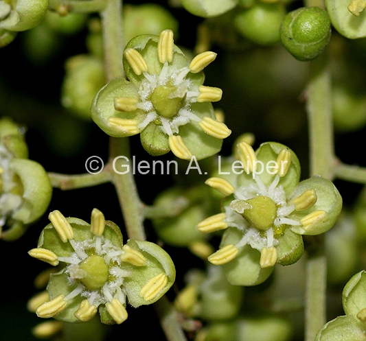 Cupaniopsis anacardioides