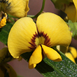 Daviesia arborea