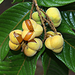 Diploglottis australis - Fruit