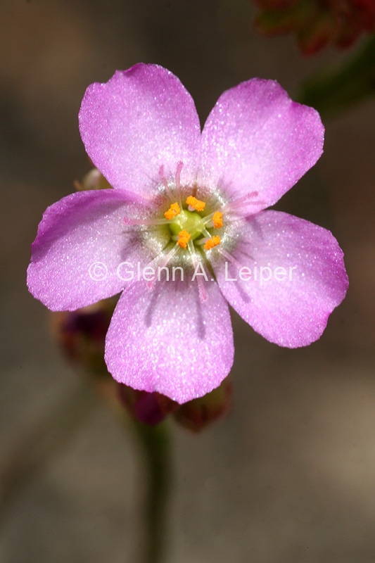 Drosera spatulata