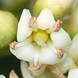 Ehretia acuminata