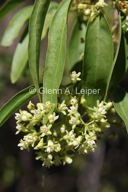 Ehretia membranifolia