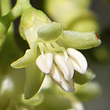 Ehretia membranifolia