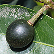 Elaeocarpus eumundi - Fruit