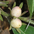 Eremophila debilis - Fruit