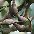 Erythrina numerosa - Pods