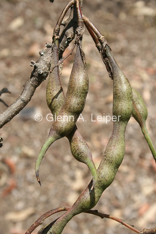 Erythrina vespertilio - Pods