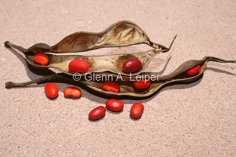 Erythrina vespertilio - Open Pods