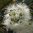 Eucalyptus curtisii