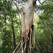 Eucalyptus oreades