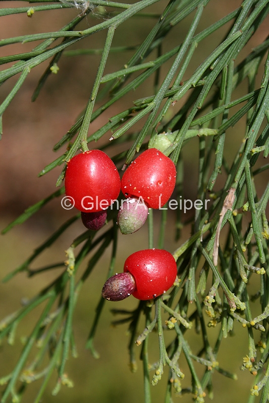 Exocarpos cupressiformis - Fruit