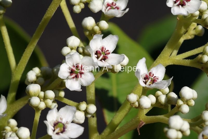 Flindersia bennettiana
