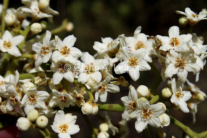 Flindersia schottiana