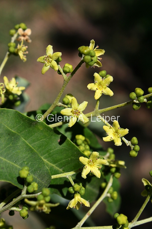 Flindersia xanthoxyla