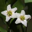Fontainea australis