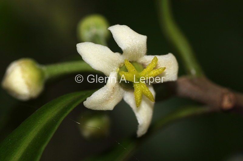 Fontainea rostrata - Female