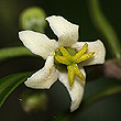 Fontainea rostrata, Female