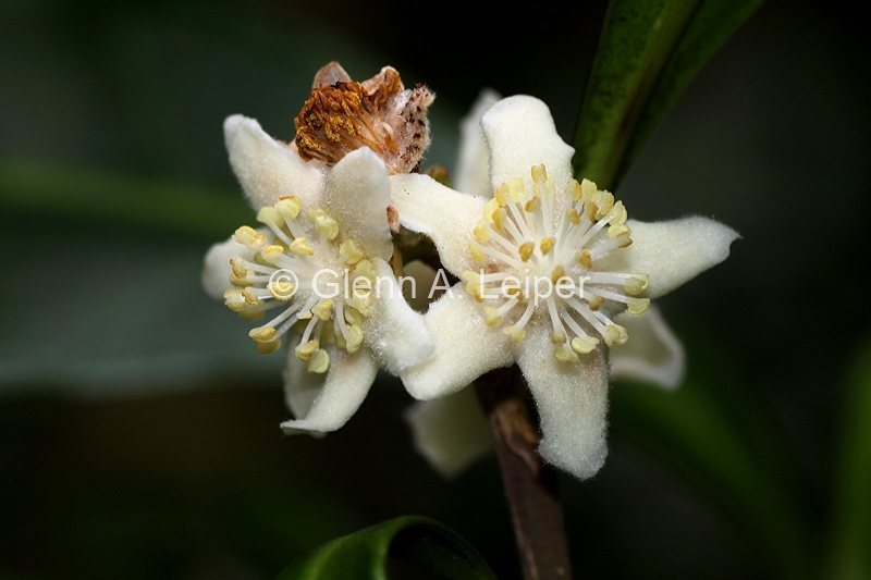 Fontainea rostrata - Male