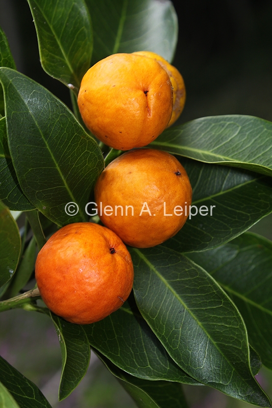 Fontainea venosa - Fruit