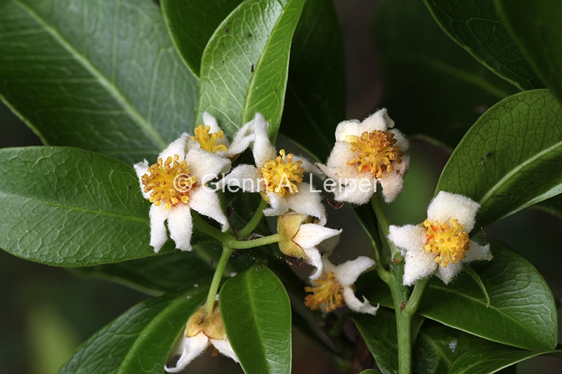 Fontainea venosa - Male