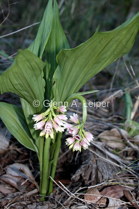 Geodorum densiflorum