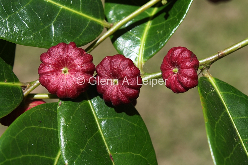 Mangroves to Mountains Gallery Glochidion ferdinandi Fruit