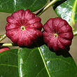 Glochidion ferdinandi, Fruit