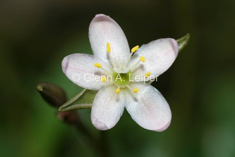 Grahamia australiana