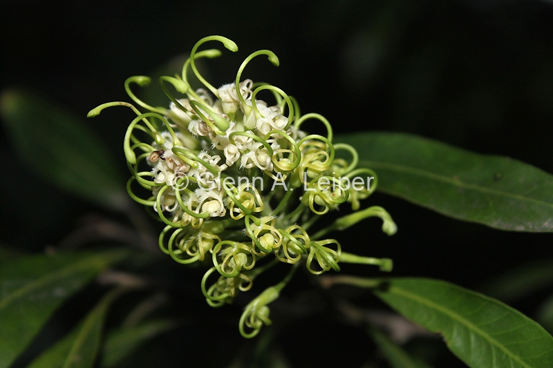 Grevillea helmsiae