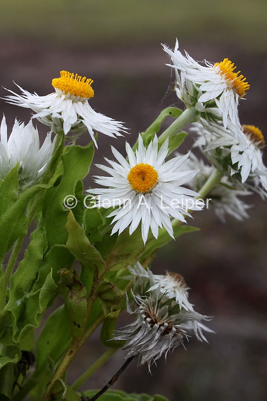 Helichrysum lanuginosum