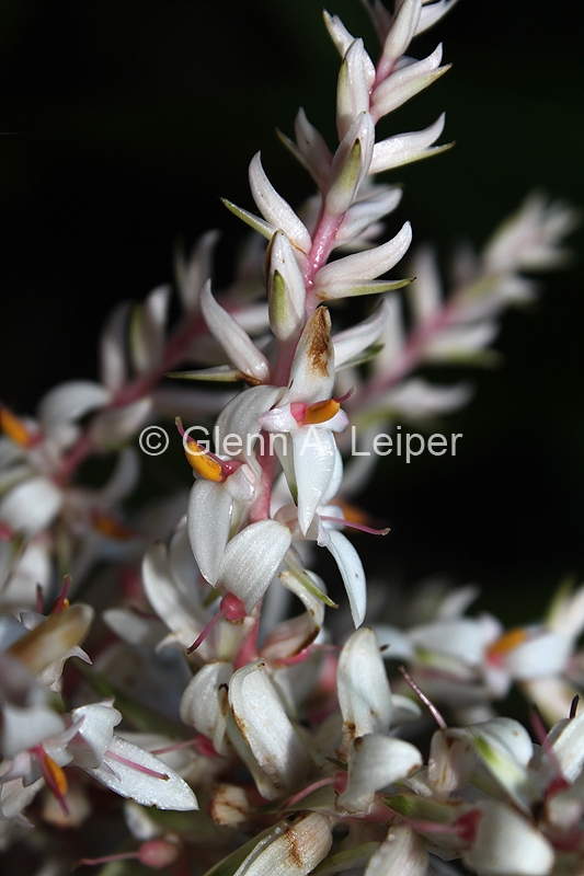 Helmholtzia glaberrima