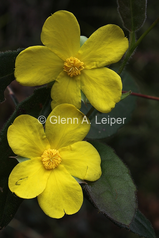 Hibbertia dentata