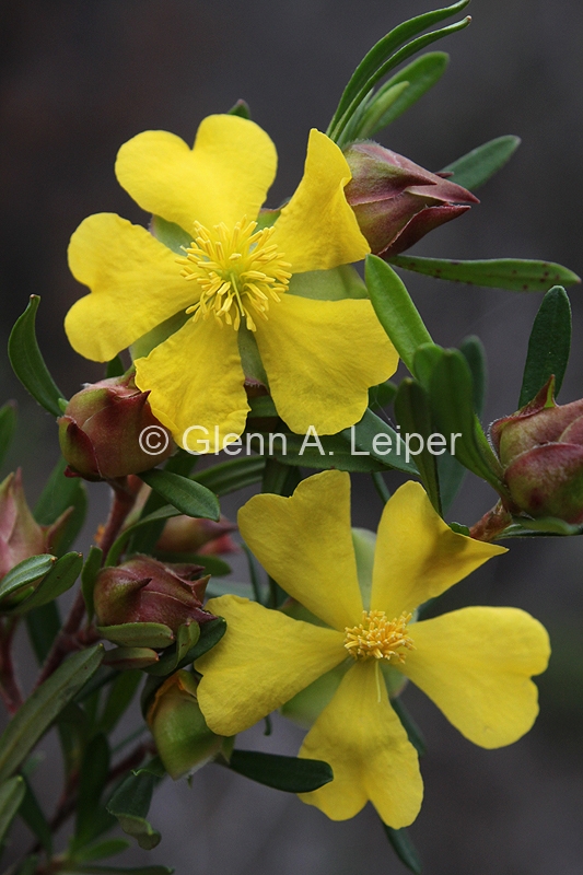 Hibbertia linearis