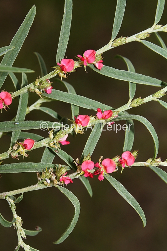 Indigofera linifolia